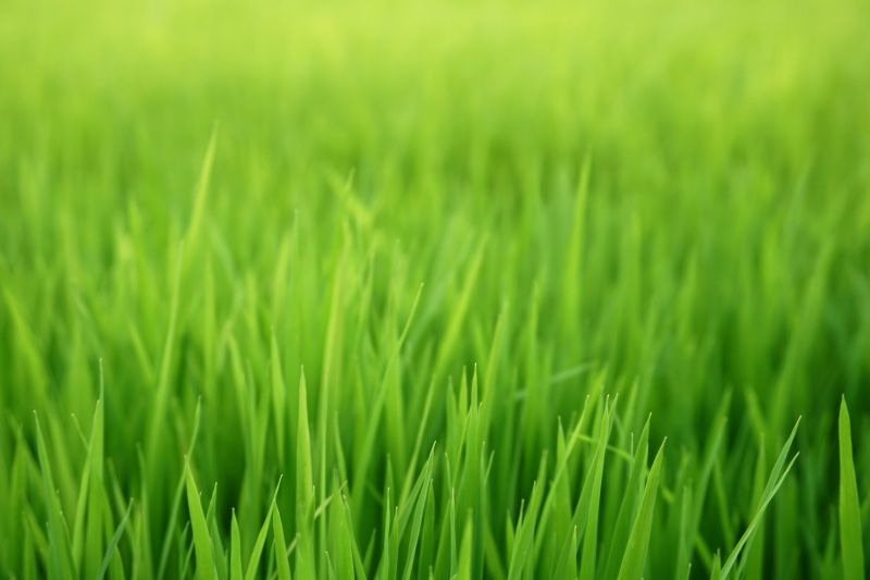 New Lawn Seeding in Honolulu, HI
