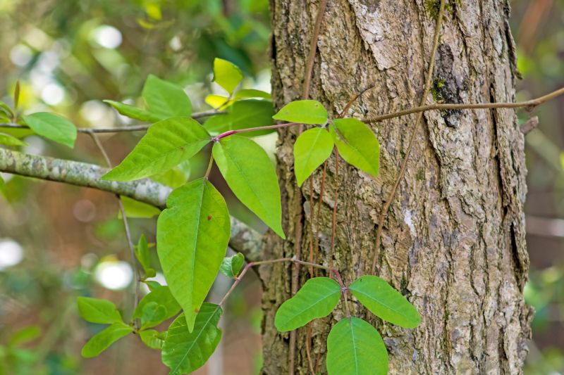 Poison Ivy Removal in Doylestown, PA