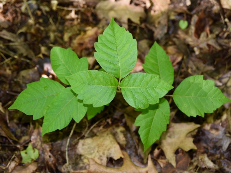 Poison Ivy Removal in Allentown, PA