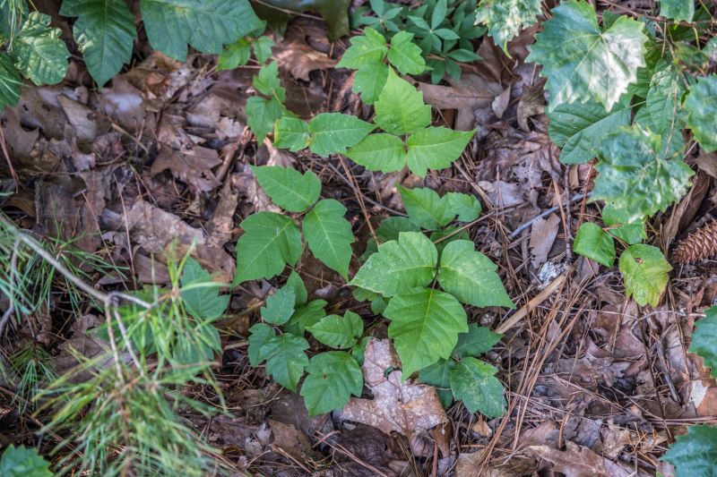 Poison Oak Removal in Doylestown, PA