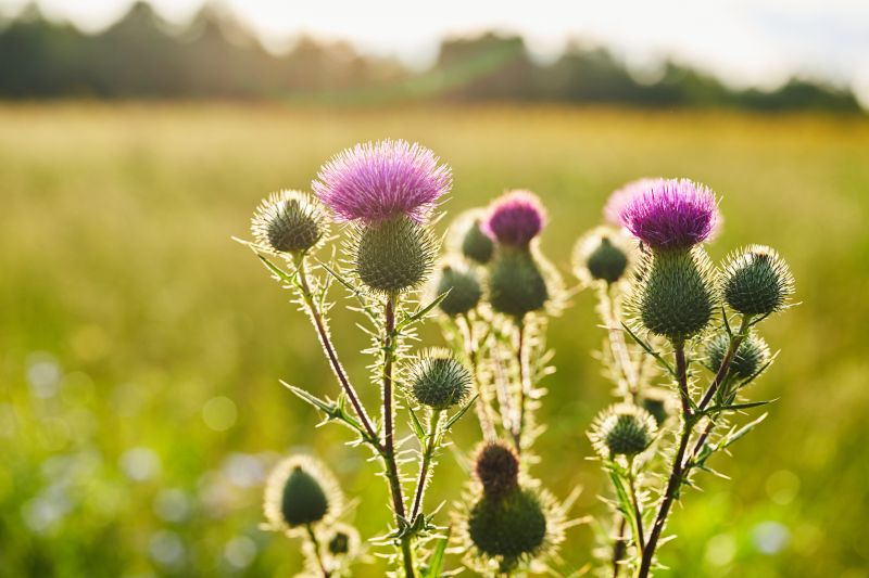 Thistle Treatment in Ventura County, CA