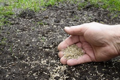 Commercial Lawn Seeding in Honolulu, HI