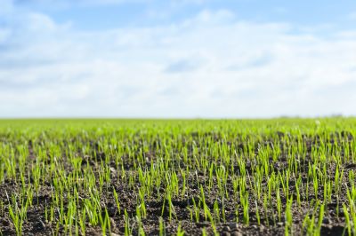 Grass Cutting Service detail