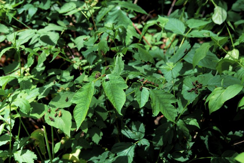 Poison Ivy Removal in Lancaster County, PA