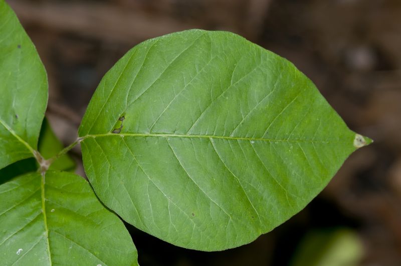 Poison Ivy Removal in Pottstown, PA