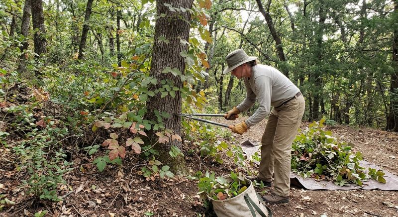 Poison Ivy Removal in Delaware County, PA
