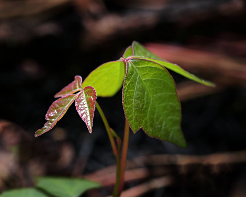 Poison Oak Removal in Honolulu, HI