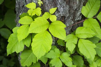 Poison Oak Removal in Delaware County, PA