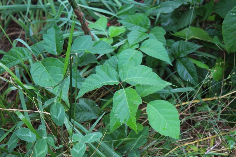 Poison Oak Removal in Montgomery County, PA