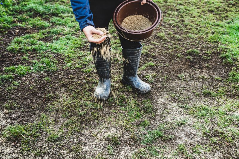 Residential Grass Seeding in Honolulu, HI