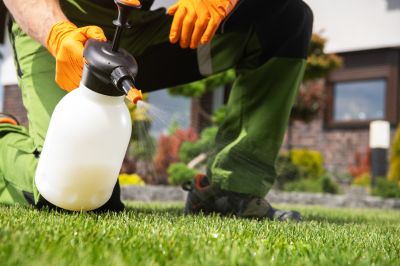 Thistle Control in Ventura County, CA