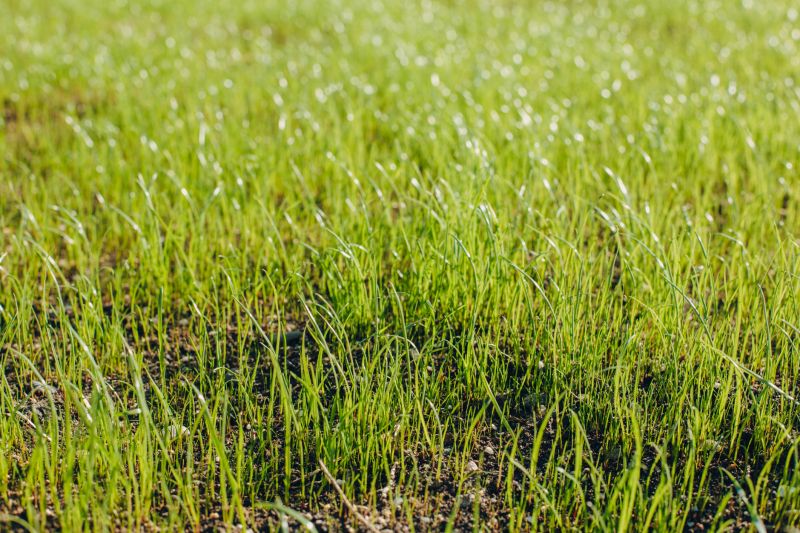Turf Seeding in Honolulu, HI