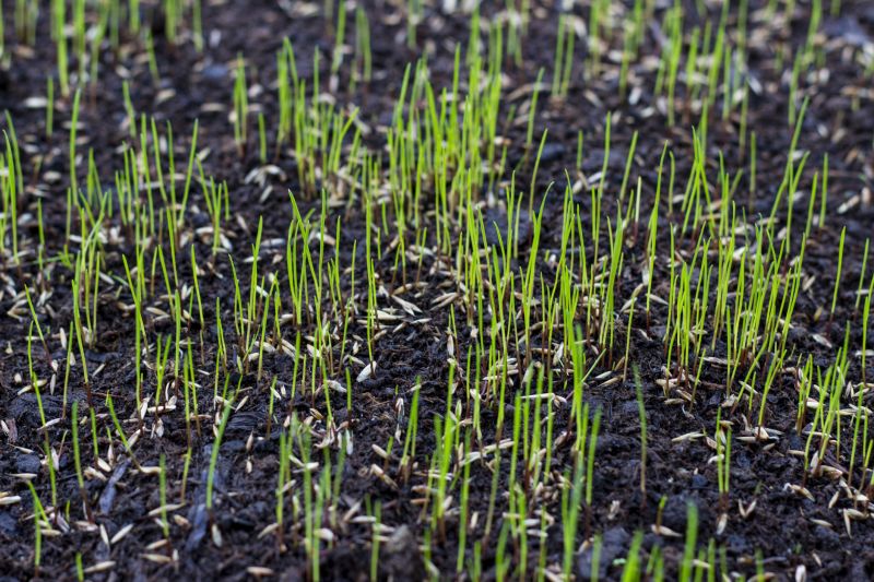Turf Seeding in Honolulu, HI