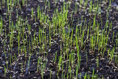 Yard Seeding in Honolulu, HI